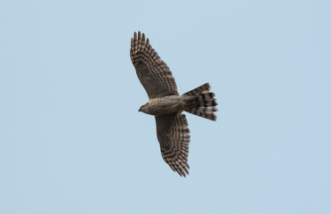 Raptor bird in flight over jim corbett jungle