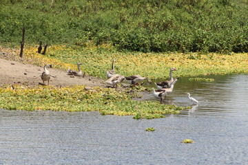 flock of geese on river