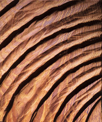 oak wood texture background