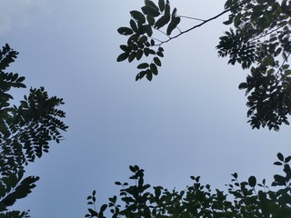 Blue sky and trees in the mood of fresh air