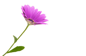 Osteosperumum Flower Daisy Isolated