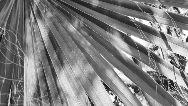 Closeup view of beautiful big leaves of fresh green palm tree growing outside in tropical country. Sunny black and white natural video background.