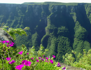 View of flowers and a huge canyon placed on the south of Brazil. Rio GRande do Sul state.