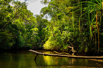 Reflections in the water creek in the primary rainforest of the Masoala National Park, Madagascar