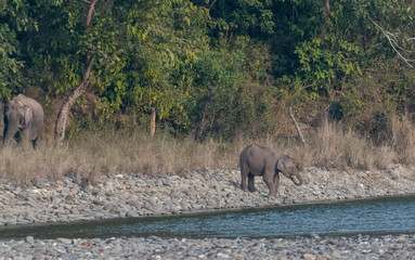 Cub elephant drinking water near river bank at jim corbett national park