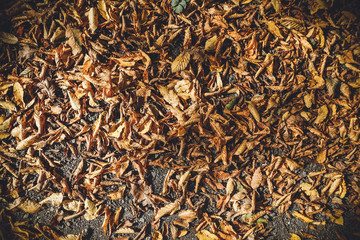 green tea leaves background