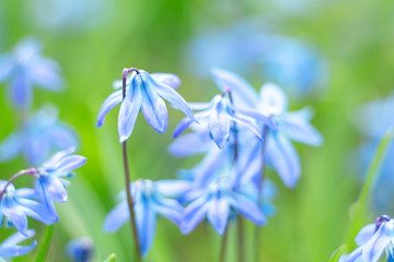 Floral background with bluebells flowers. Selective focus. Close-up