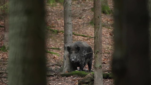 wild boar, sus scrofa, czech nature