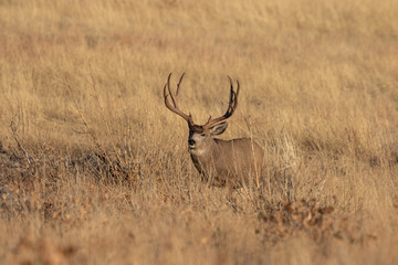 Buck Mule Deer in Colorado in Autumn