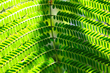 dreamy green fern leaf background.