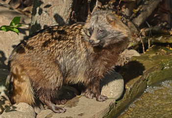 Racoon dog (Nyctereutes procyoides) on bank of stream