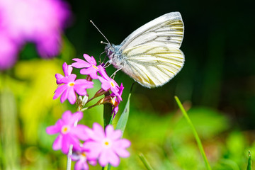 Schmetterling auf Bergblume