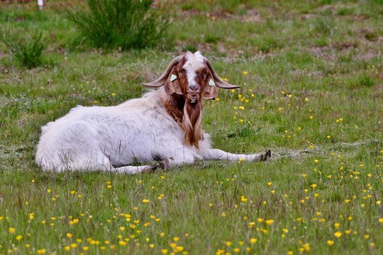 male goat lying in grass