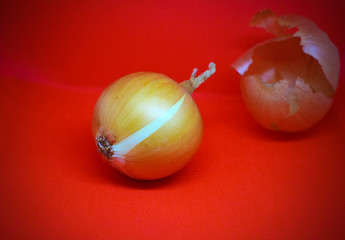  onion on red background