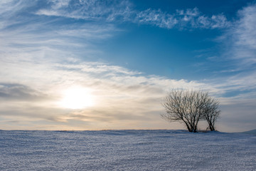 Two young trees in the melted snow at the top of a hill at sunset, vibrant blue sky with white clouds.