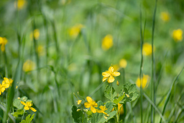 The small yellow wildflowers