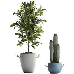  croton in pots on a white background © Yurii