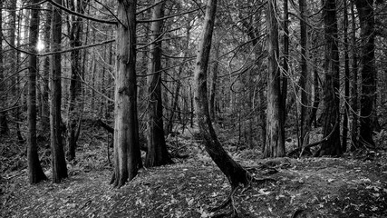 Deep Forest in Black and White