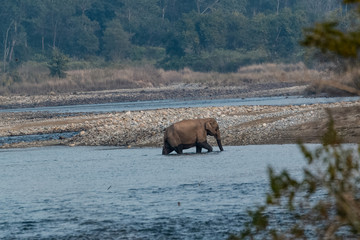 Big aisatic elephant female crossing ram ganga river at jim corbett national park with cub elephant