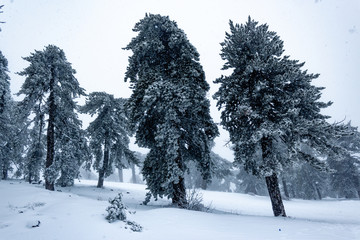 Troodos Trees with snow