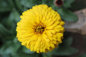 yellow flower in the garden