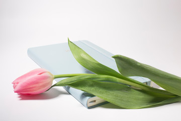 Fototapeta premium Open blank notepad and pink tulip flowers