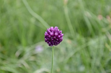 A flower of wild onions in the steppe in the afternoon against the grass background.