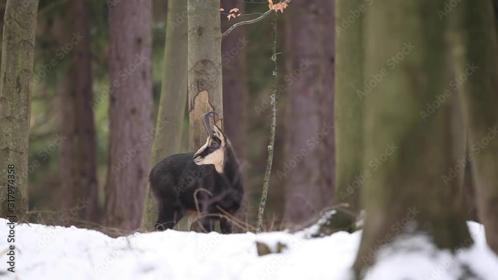 Sticker chamois, rupicapra rupicapra, czech nature