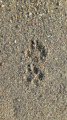 Fototapeta na wymiar Empreintes de chien sur le sable