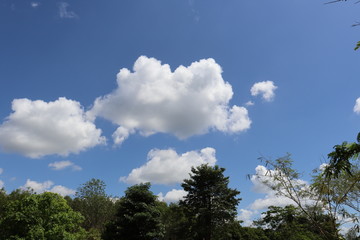 Obraz premium trees and blue sky