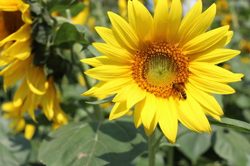 bee on sunflower