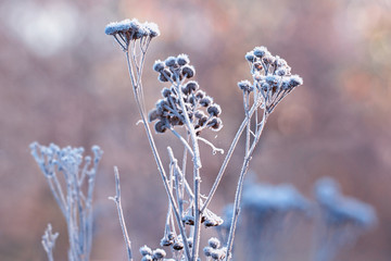 Beautiful Frozen Latvian flower field in the early winter morning. Beautiful art of stillness.