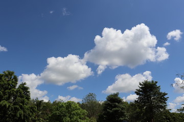 Obraz premium trees and sky