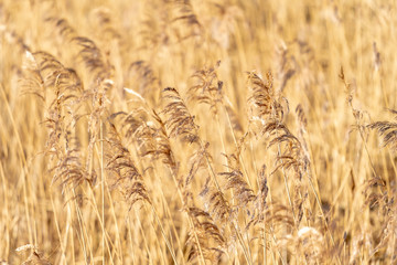 Golden reeds