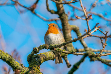 Robin in tree