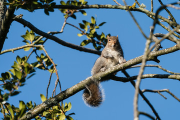 Grey Squirrel in tree