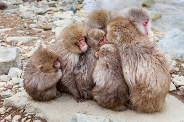 Baby monkey wants to participate in the monkey dumpling