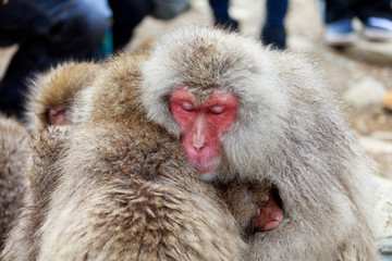 Japanese macaque making monkey dumplings at riverside