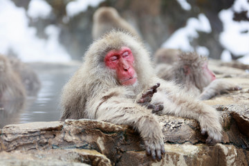 Monkey couple grooming in hot spring