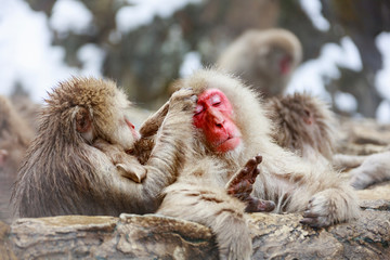 Obraz premium Monkey couple grooming in hot spring