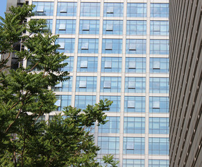 Obraz na płótnie Canvas Tree and City Building