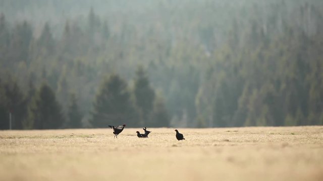 black grouse, blackgame, blackcock , tetrao tetrix, czech nature