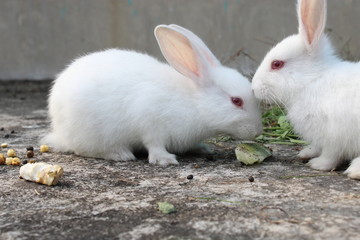 white rabbit in the garden