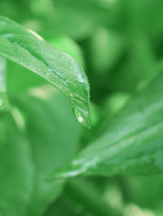 Amazing beautiful drop water dew in the sunlight on leaf macro closeup on a pure green background