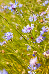 Blue cornflowers on a summer meadow