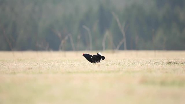 black grouse, blackgame, blackcock , tetrao tetrix, czech nature