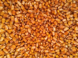 Background of  yellow corn