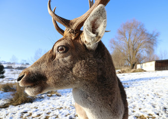 Weitwinkelaufnahme von einem Damhirsch mit Geweih im Winter im Schnee