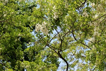 Natural Blooming Spring Tree