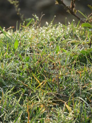 Background of dew drops on bright green grass